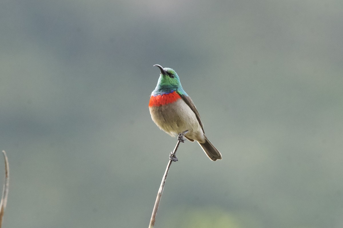 Southern Double-collared Sunbird - ML643096307