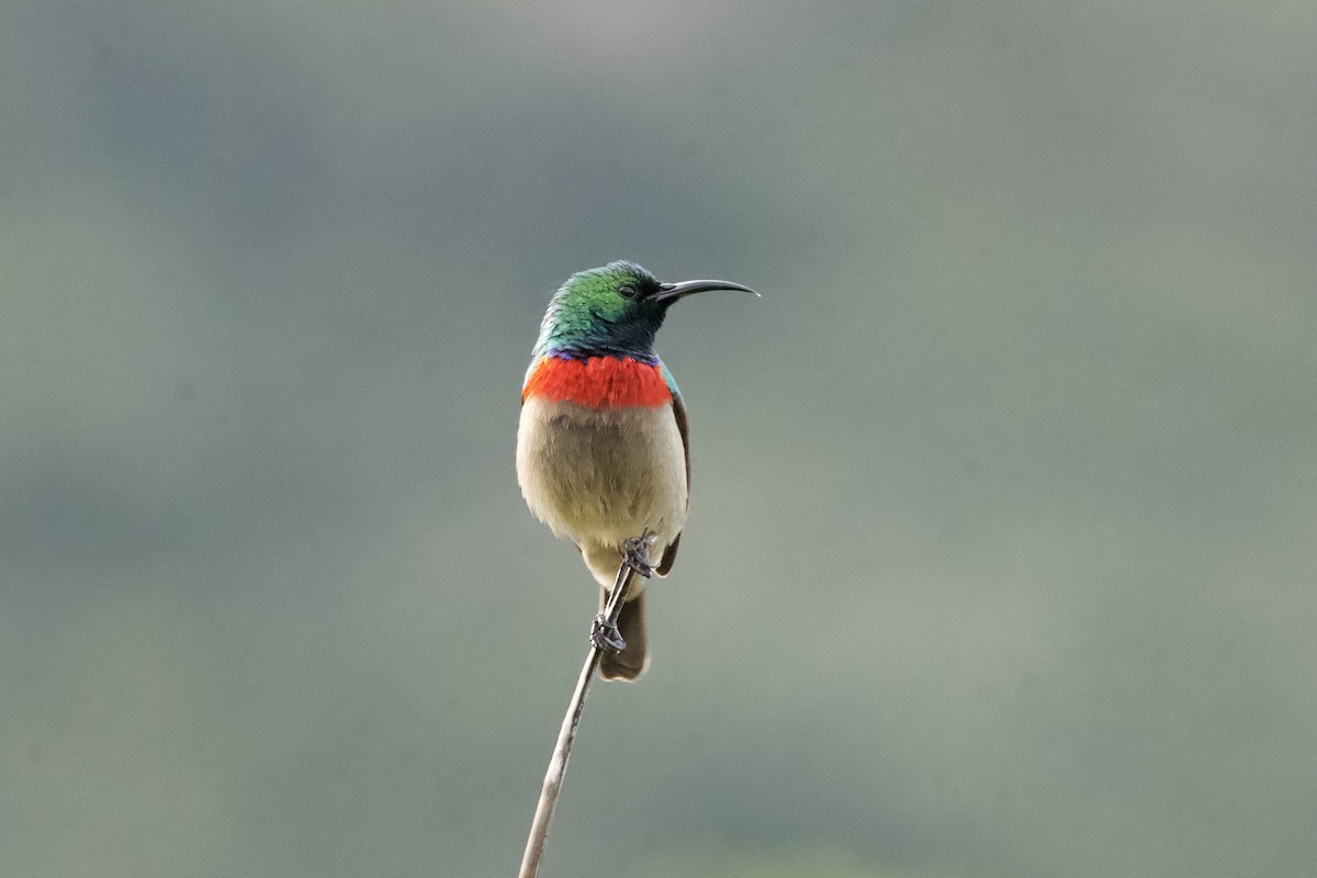 Southern Double-collared Sunbird - ML643096308