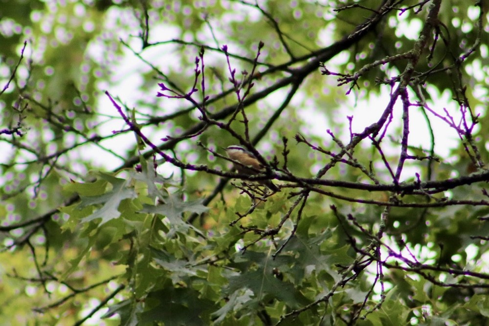 Red-breasted Nuthatch - ML643096312