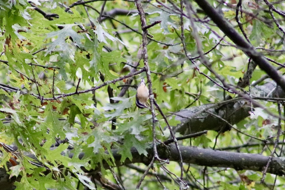 Red-breasted Nuthatch - ML643096313