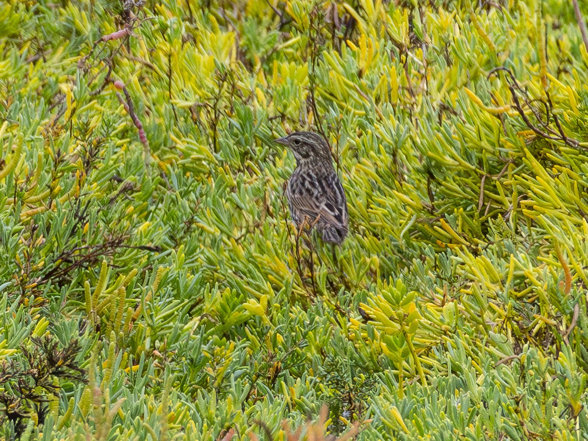 Song Sparrow - ML643096335