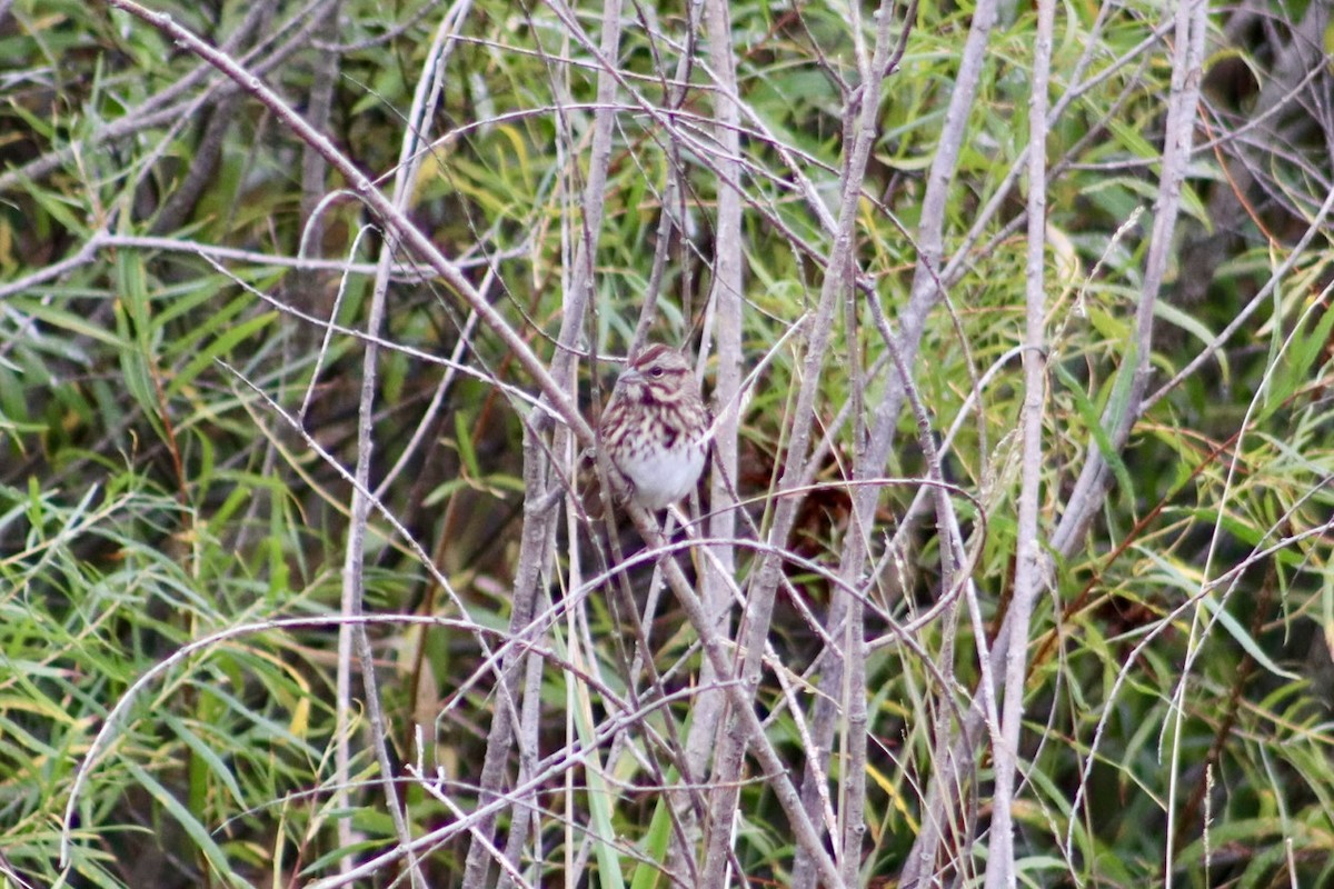Song Sparrow - ML643096355