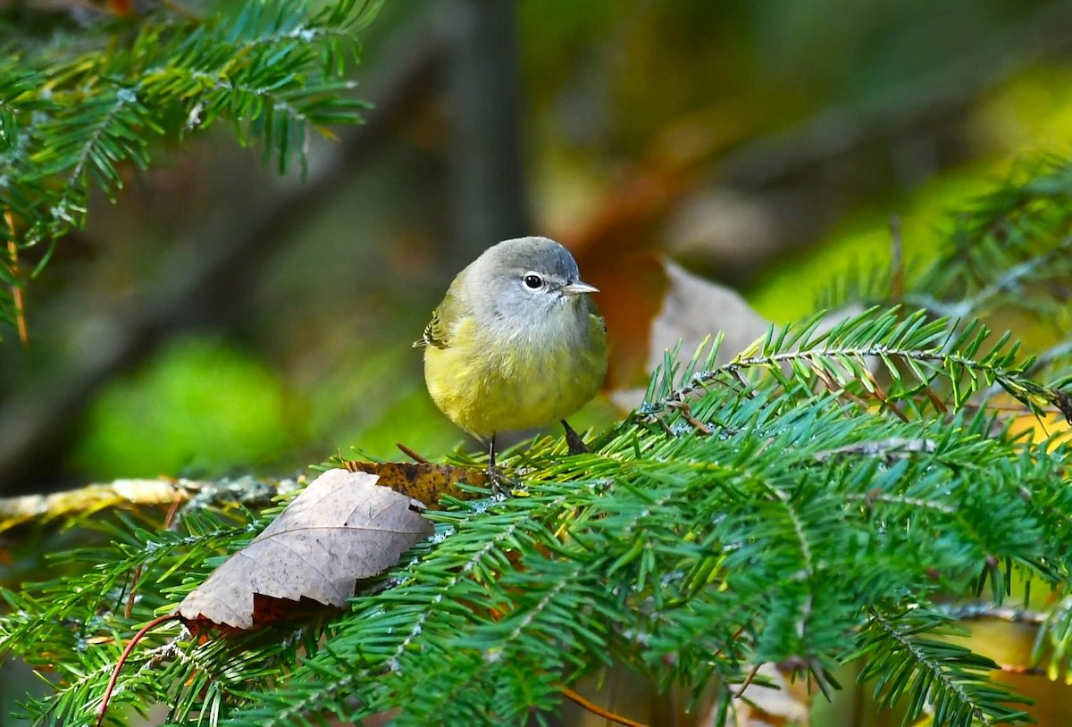 Orange-crowned Warbler - ML643096360