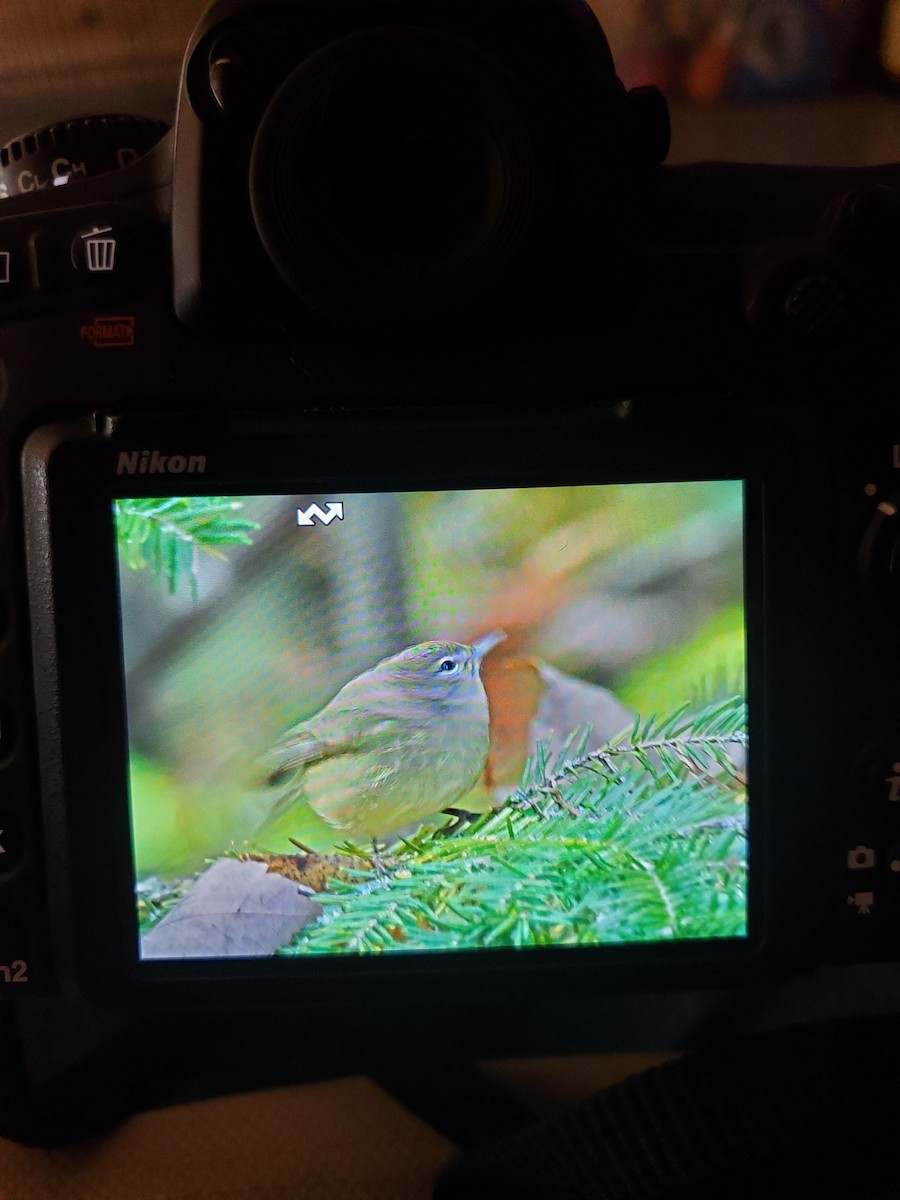 Orange-crowned Warbler - ML643096387