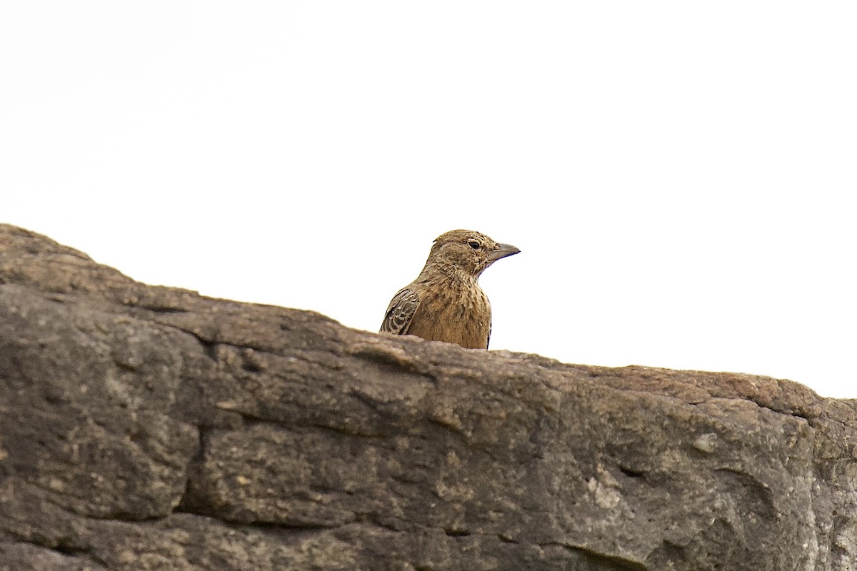 Rufous-tailed Lark - ML643096397