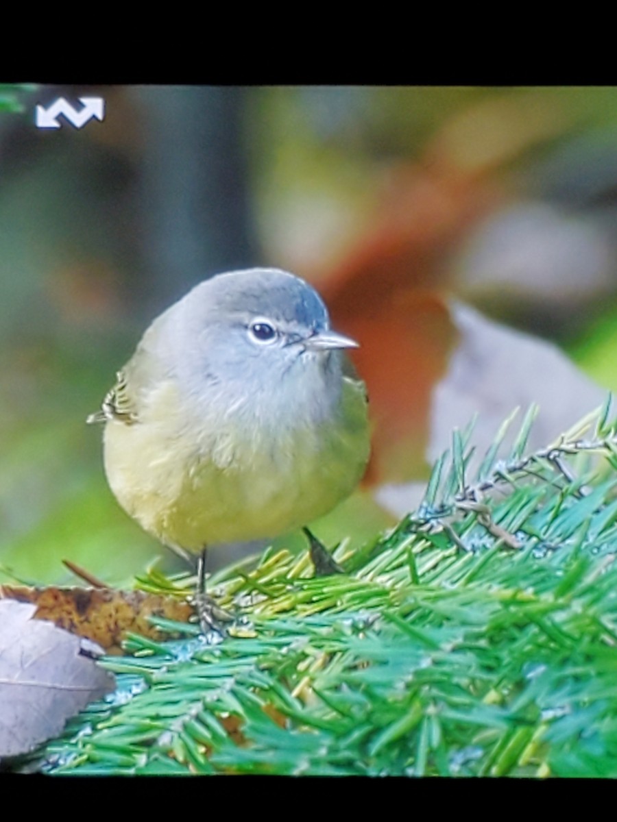 Orange-crowned Warbler - ML643096398