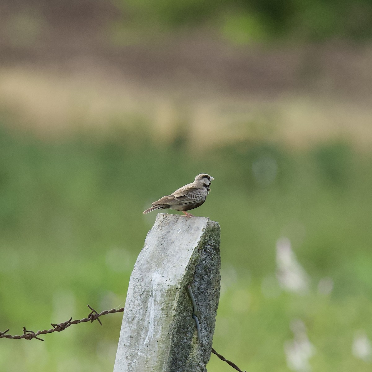 Ashy-crowned Sparrow-Lark - ML643096409
