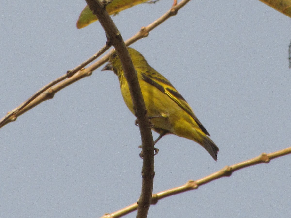 Hooded Siskin - ML643096410