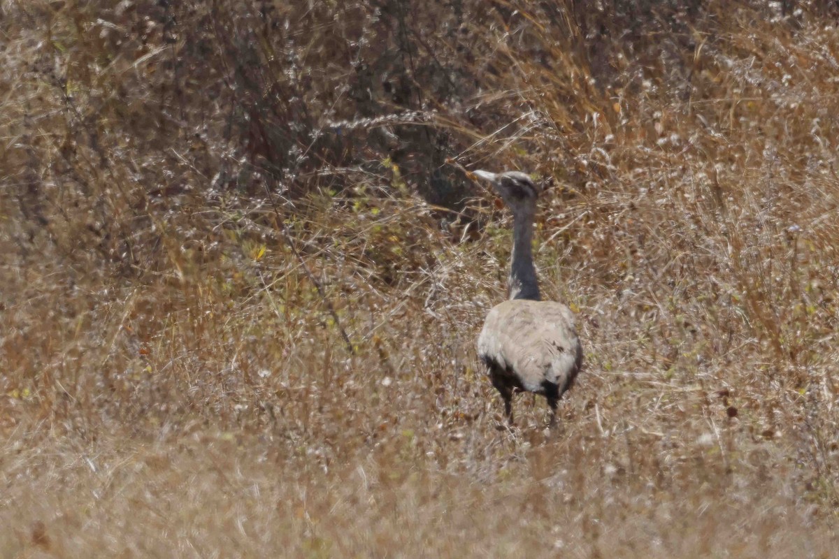 Australian Bustard - ML643096416
