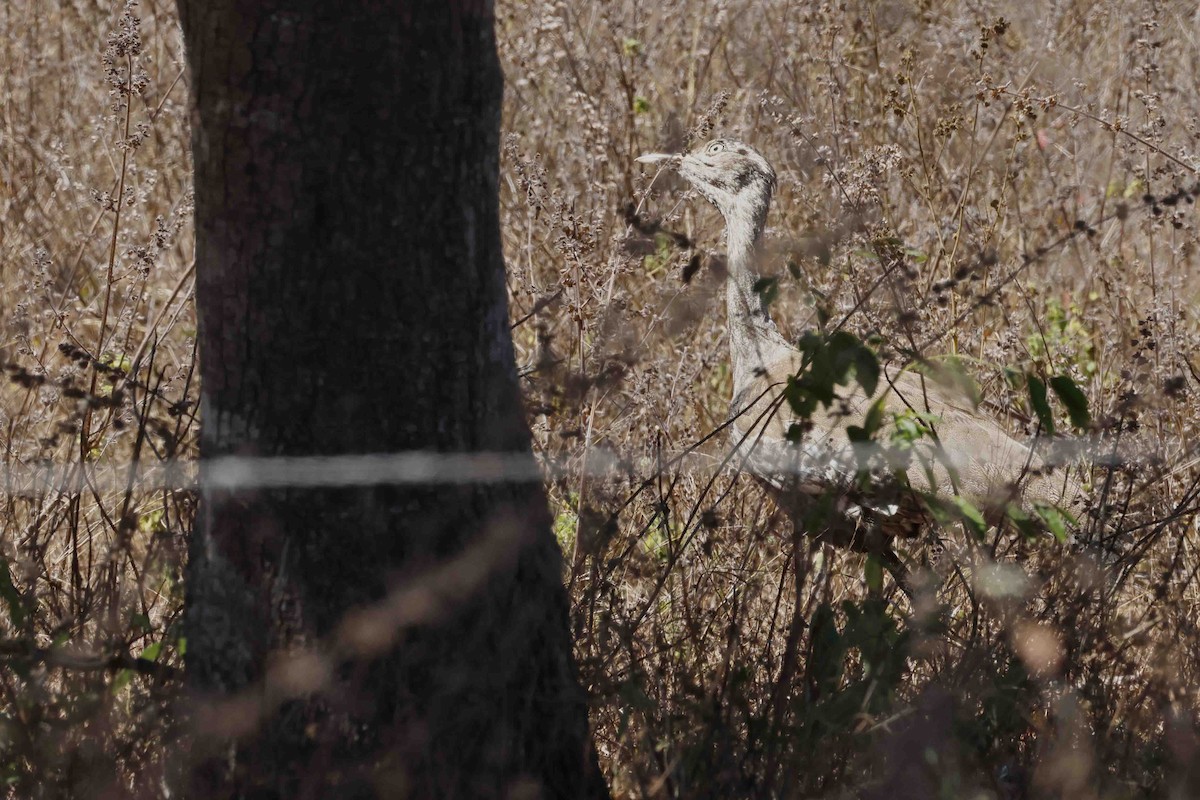 Australian Bustard - ML643096419