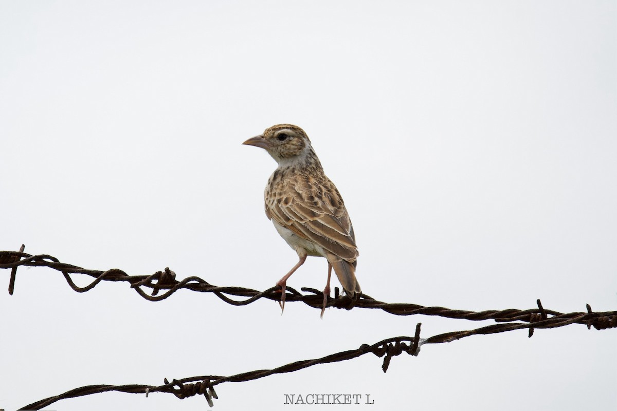 Indian Bushlark - ML643096425