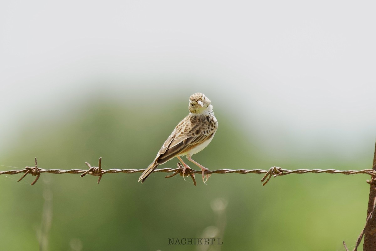 Indian Bushlark - ML643096426