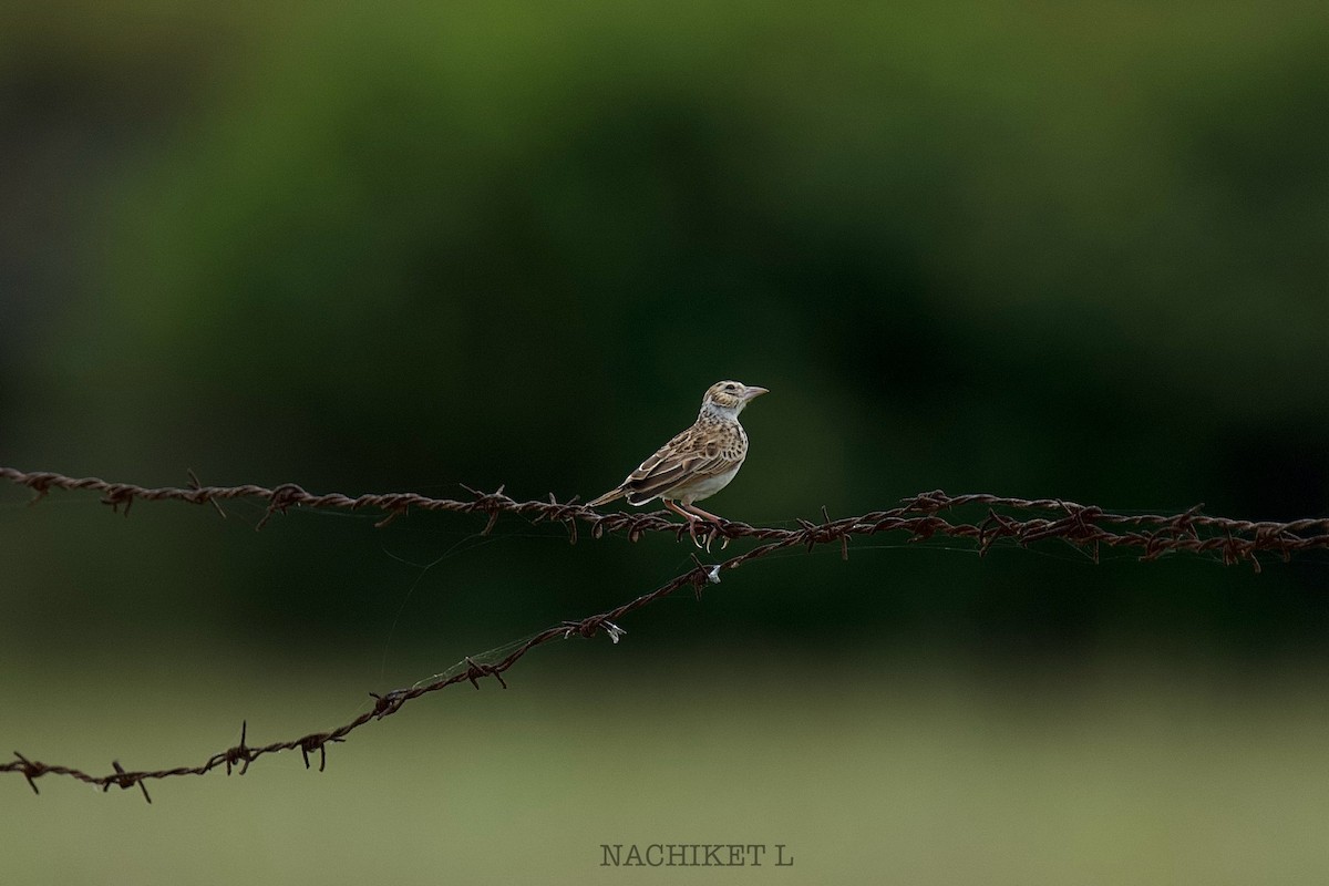 Indian Bushlark - ML643096427
