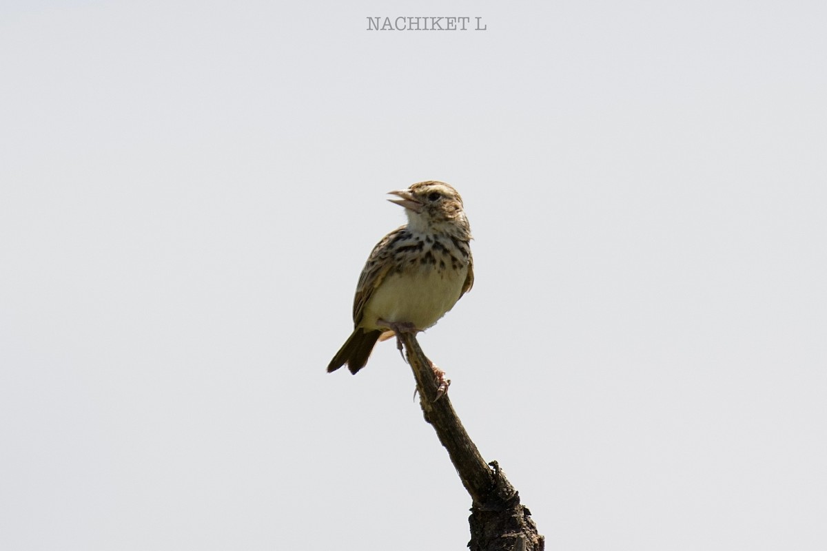 Indian Bushlark - ML643096428