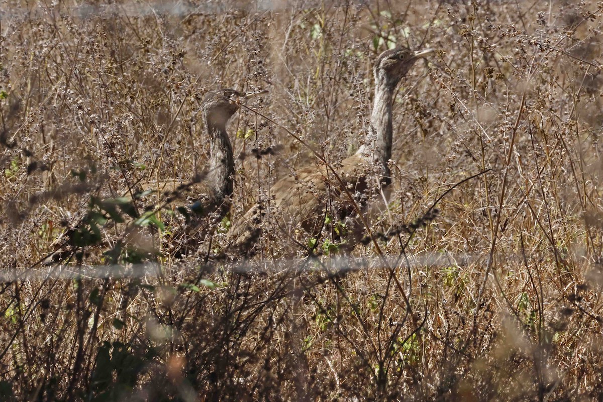 Australian Bustard - ML643096430