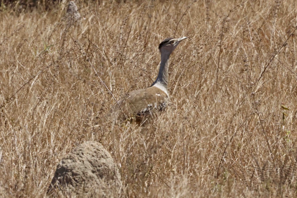 Australian Bustard - ML643096434