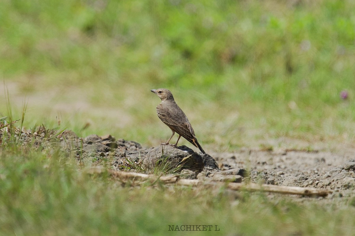 Rufous-tailed Lark - ML643096435