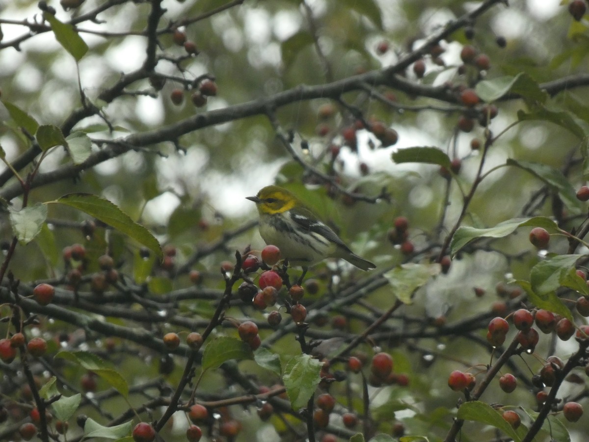 Black-throated Green Warbler - ML643096441