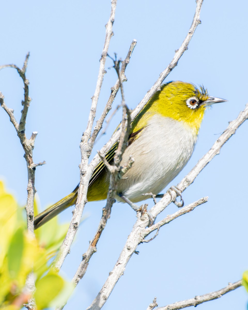 Cape White-eye - ML643096458