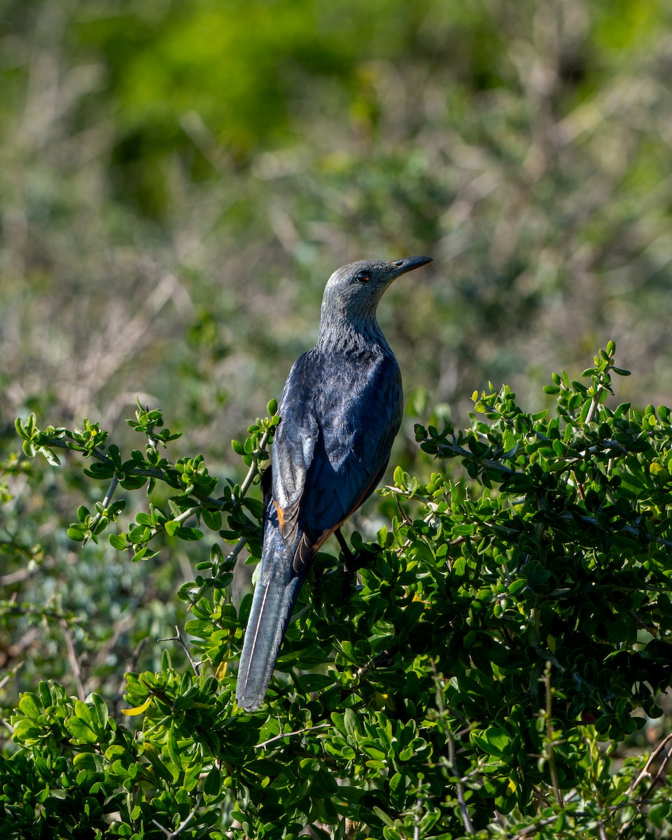 Red-winged Starling - ML643096465