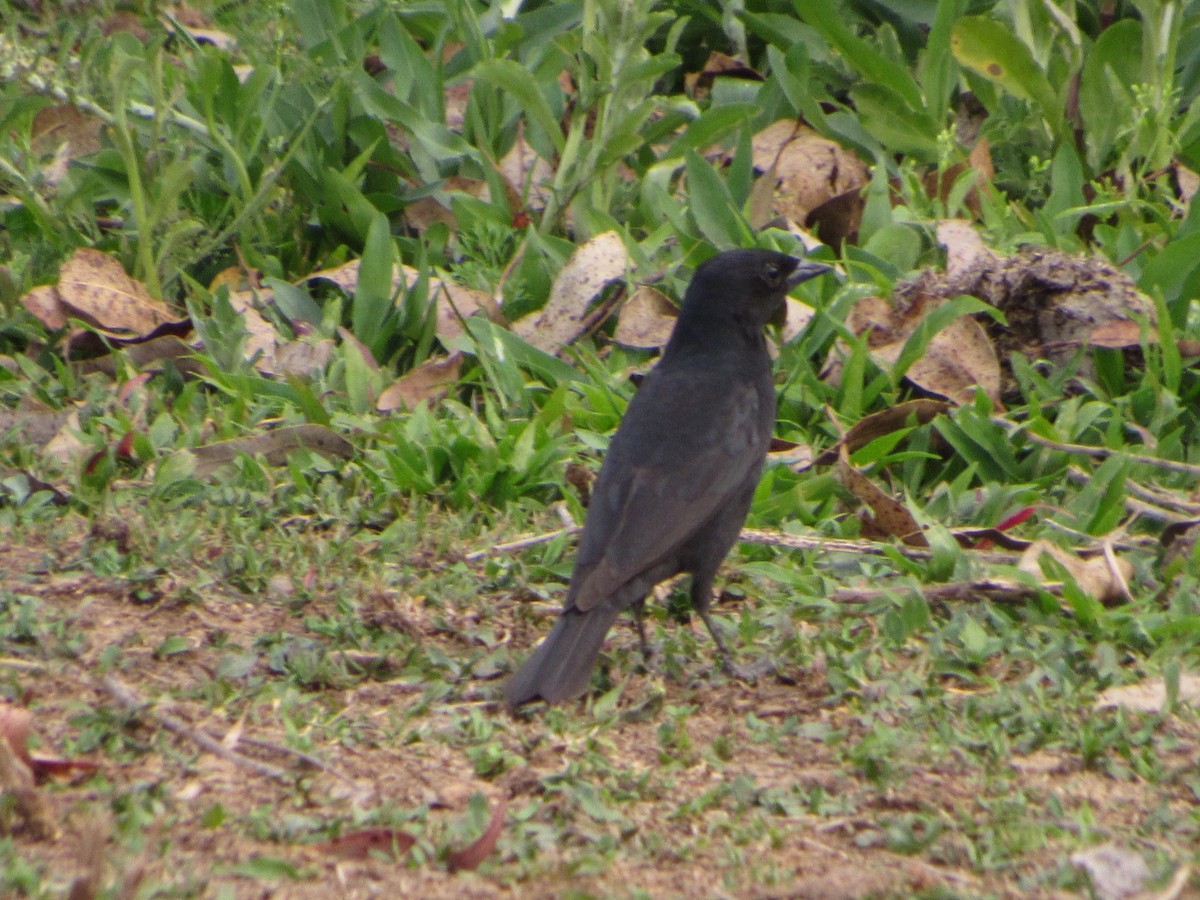 Shiny Cowbird - ML643096466