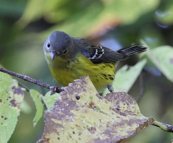 Magnolia Warbler - ML643096480