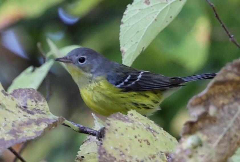 Magnolia Warbler - ML643096481
