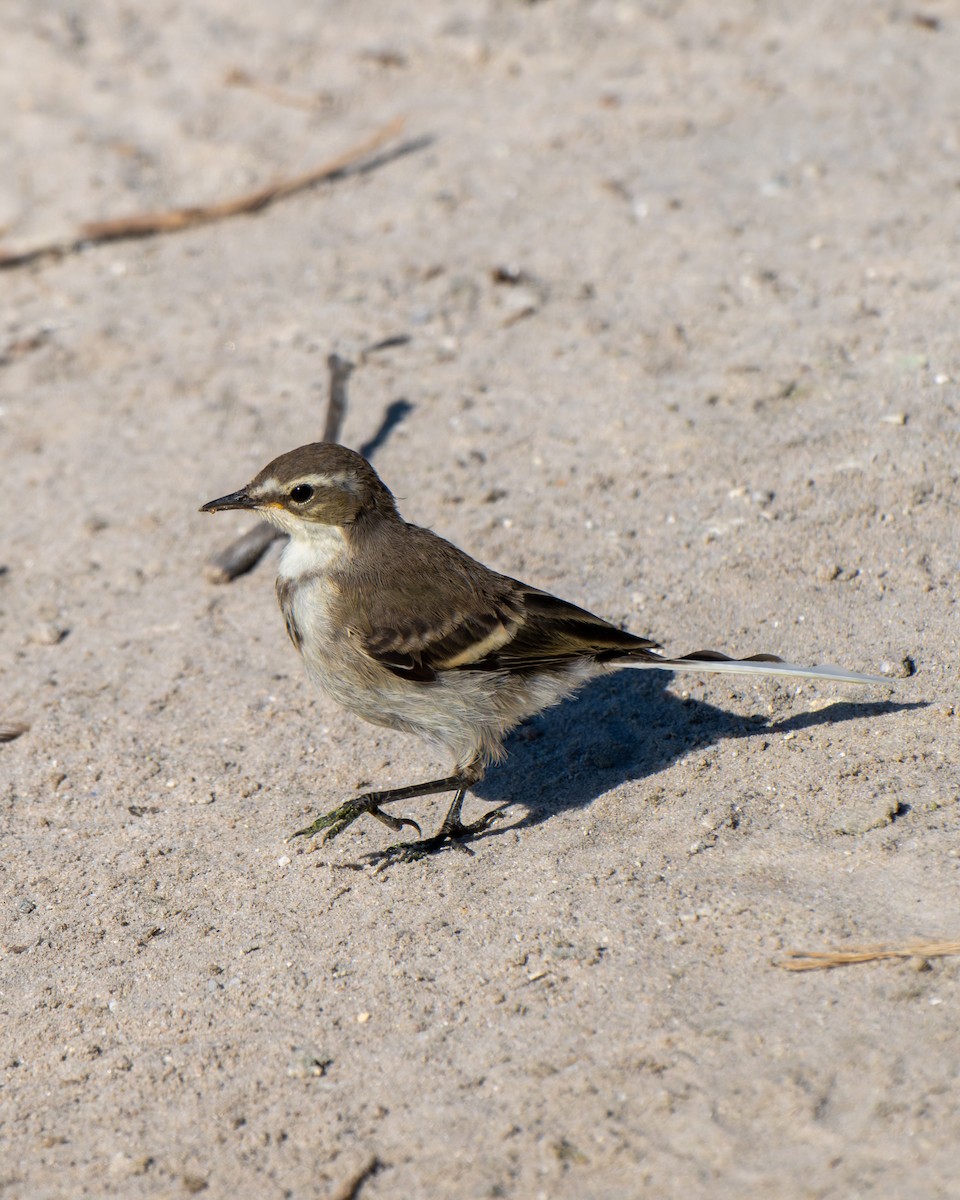 Cape Wagtail - ML643096487