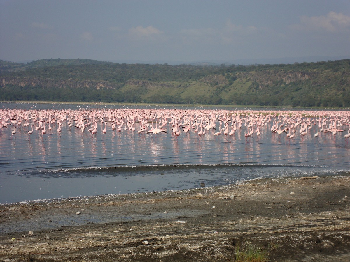 rosenflamingo - ML643096494