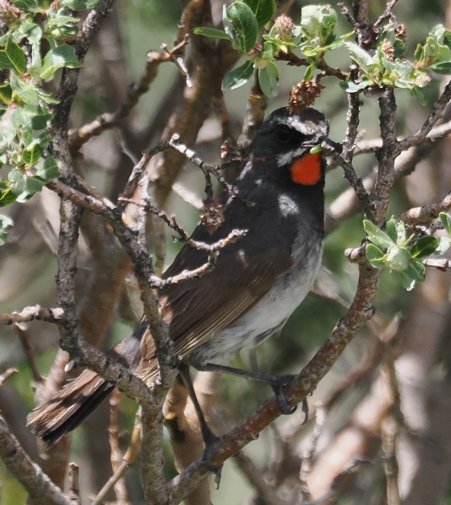Chinese Rubythroat - ML643096503