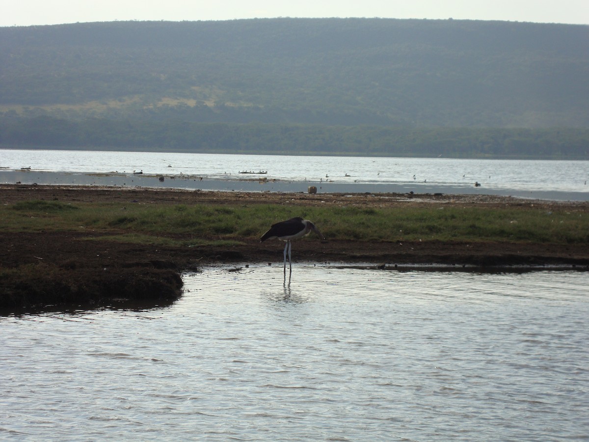 marabustork - ML643096528