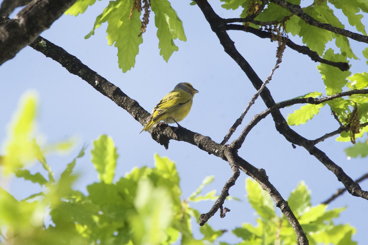 Cape Canary - ML643096542