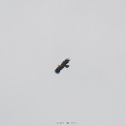Tawny Eagle - ML643096548