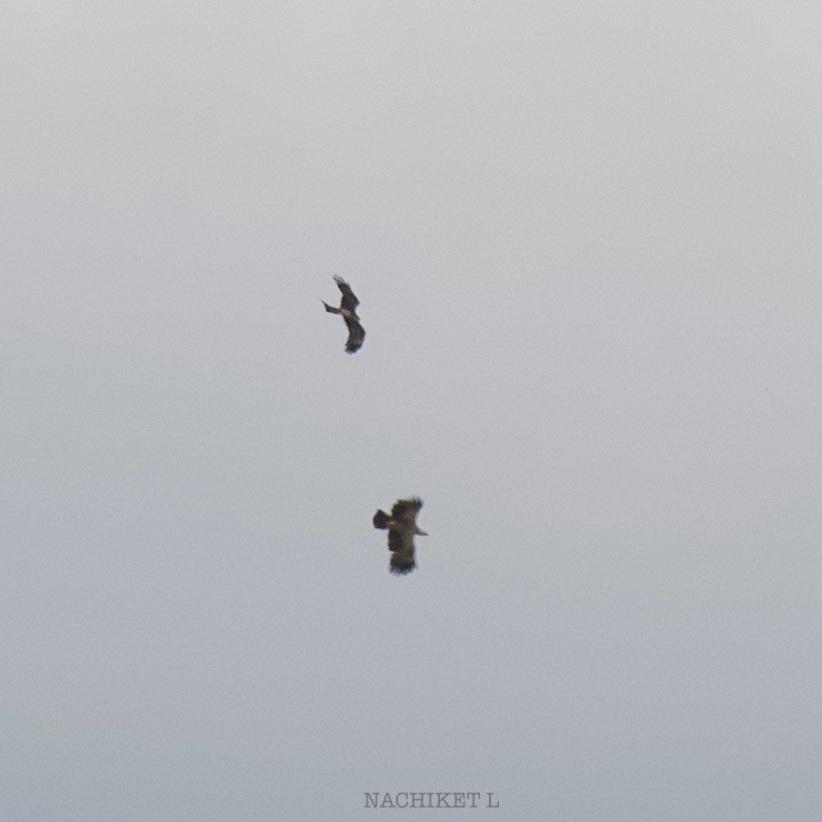 Tawny Eagle - ML643096549