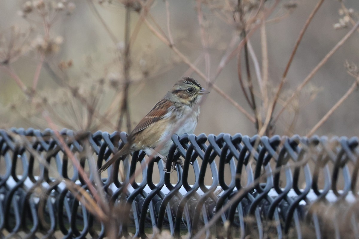 Swamp Sparrow - ML643096567