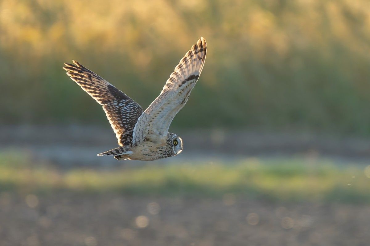 Short-eared Owl - ML643096569