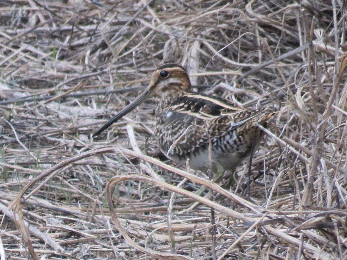 Wilson's Snipe - ML643096576