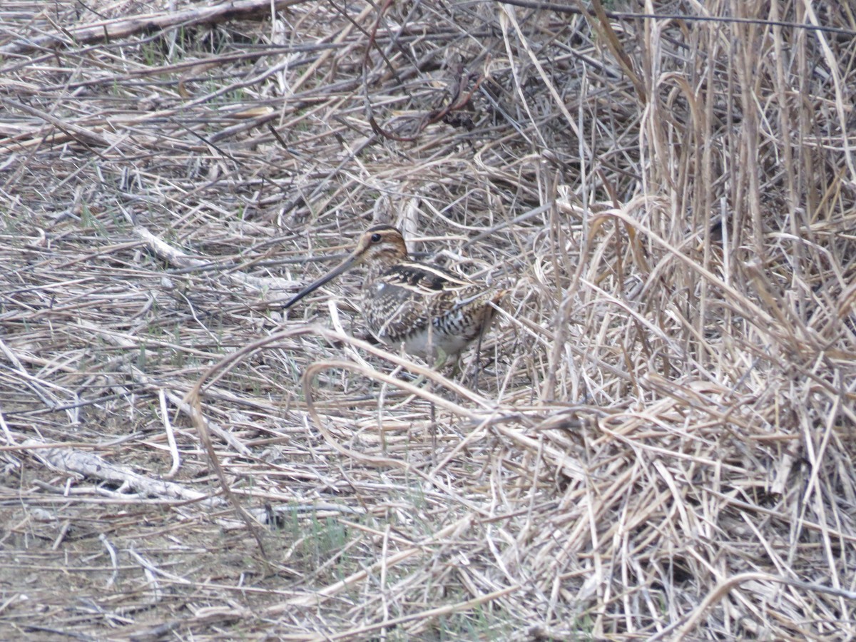 Wilson's Snipe - ML643096577
