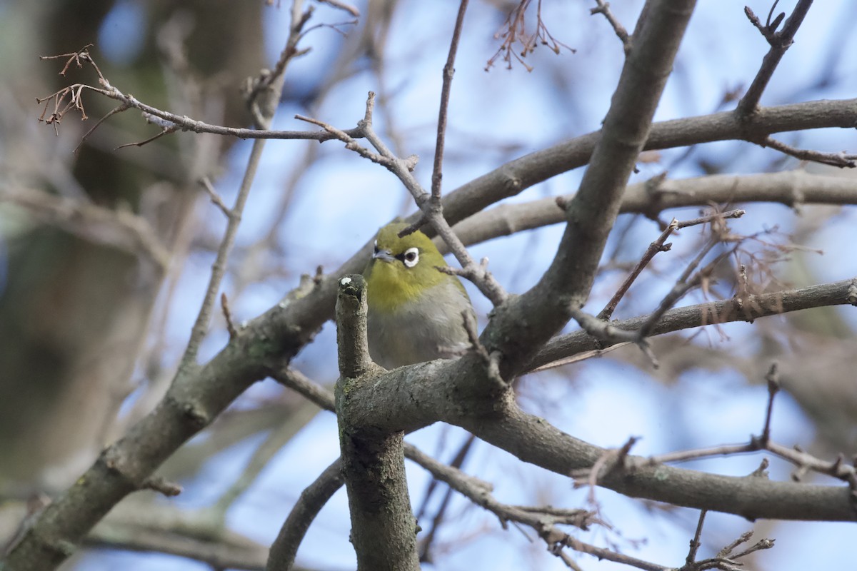Cape White-eye - ML643096579