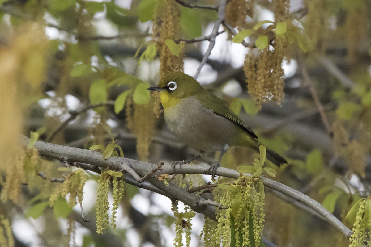 Cape White-eye - ML643096584