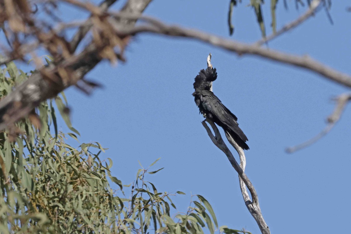 Red-tailed Black-Cockatoo - ML643096599