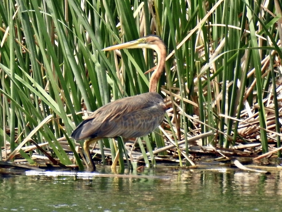 Purple Heron - ML643096604