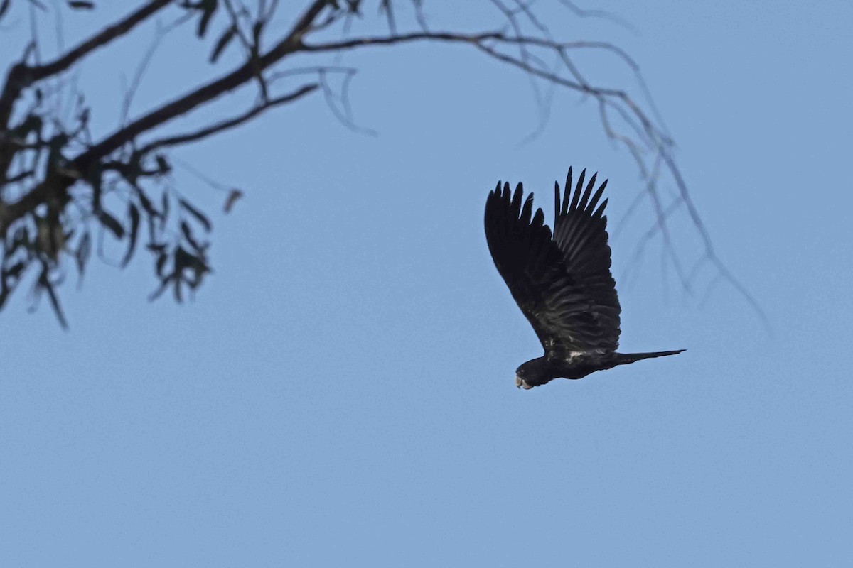 Red-tailed Black-Cockatoo - ML643096605