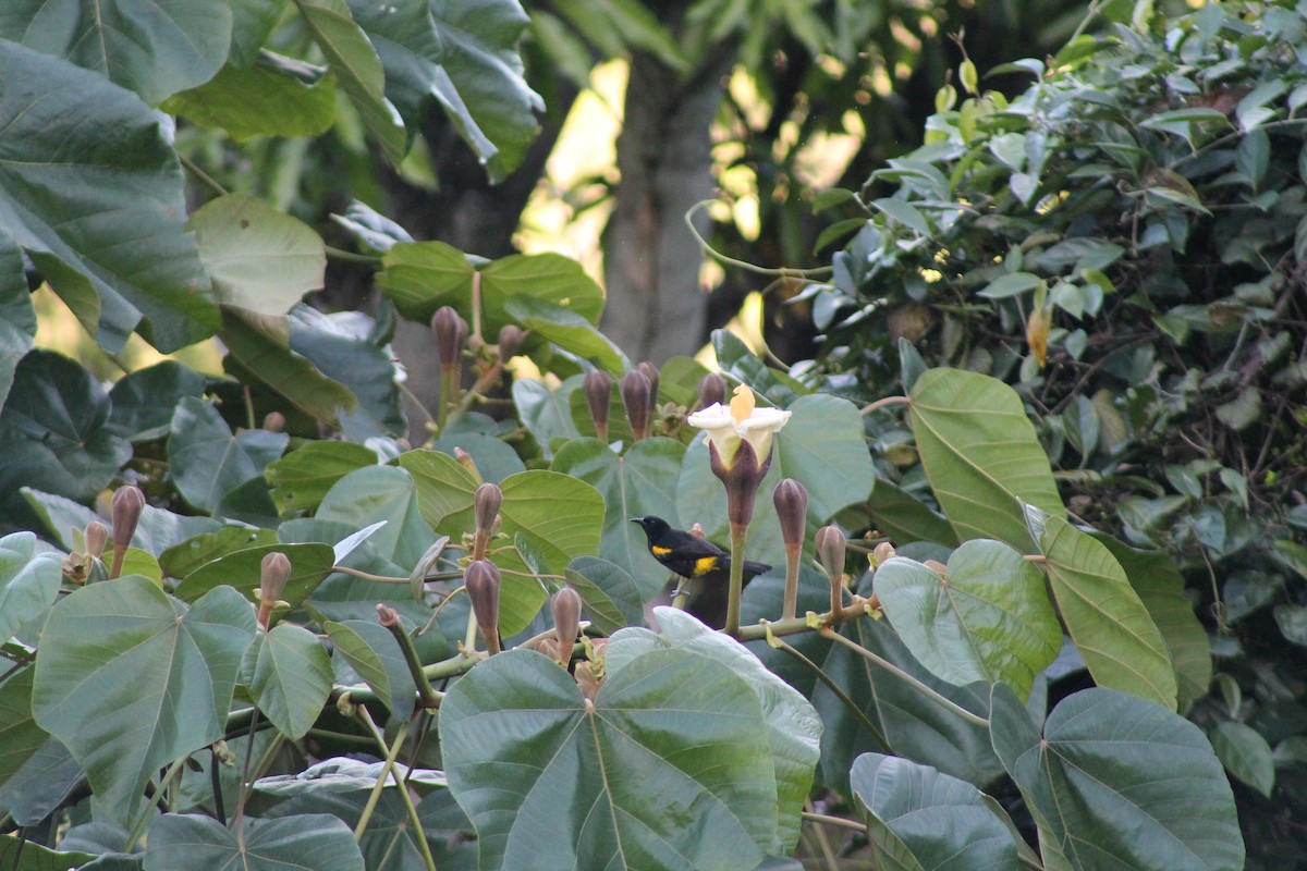 Puerto Rican Oriole - ML643096622