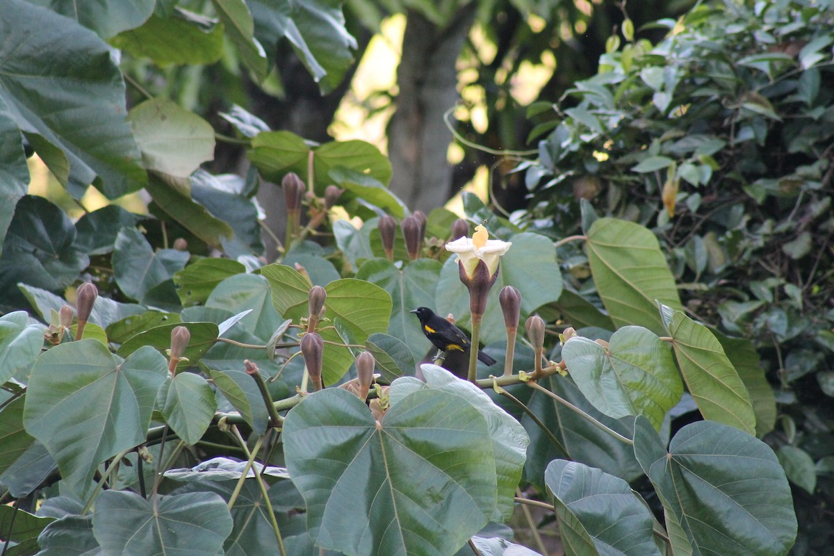 Puerto Rican Oriole - ML643096624