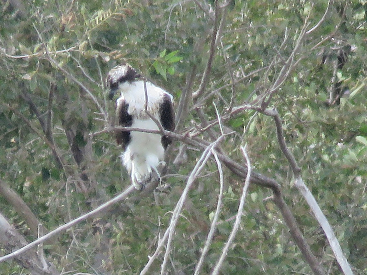 Osprey - ML643096628
