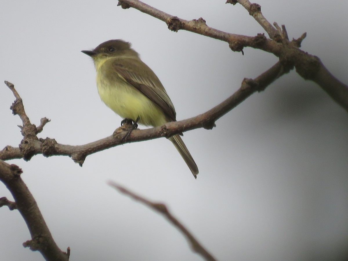 Eastern Phoebe - ML643096652