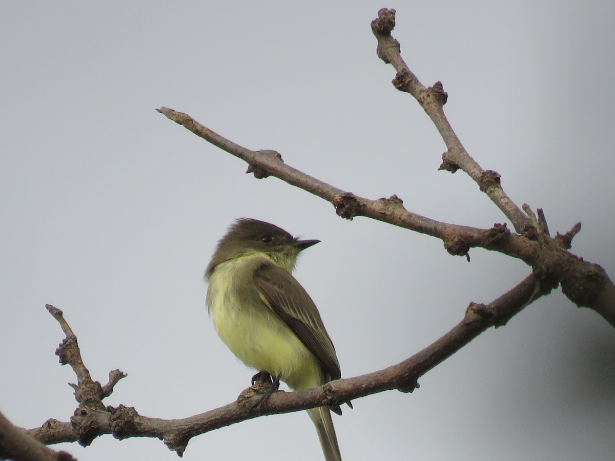 Eastern Phoebe - ML643096654
