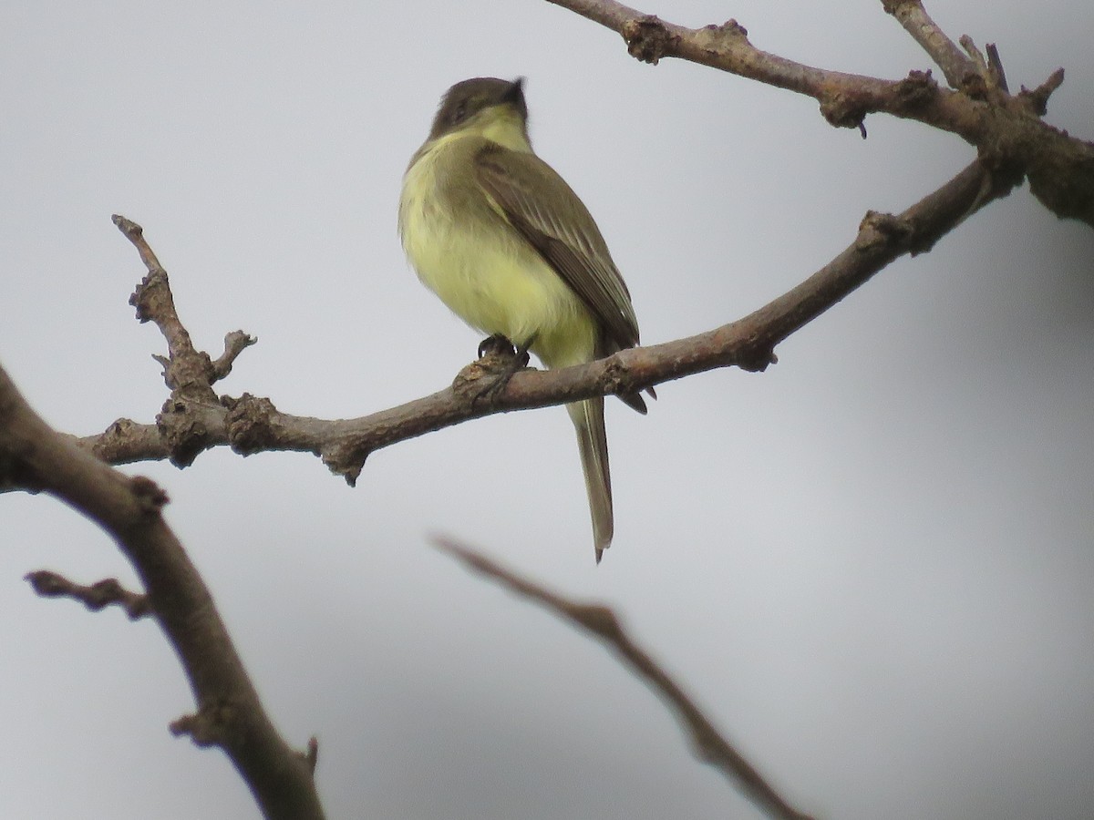 Eastern Phoebe - ML643096655
