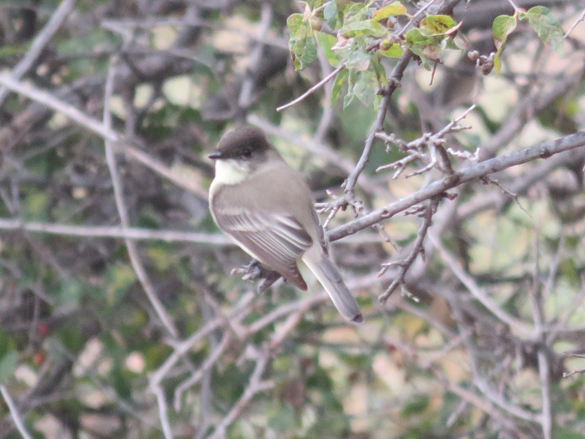 Eastern Phoebe - ML643096656